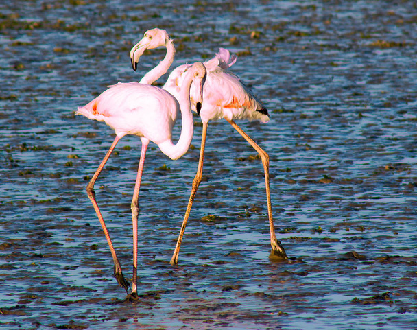schöne Flamingos, die durch die Lagune laufen und nach Nahrung suchen - Foto, Bild