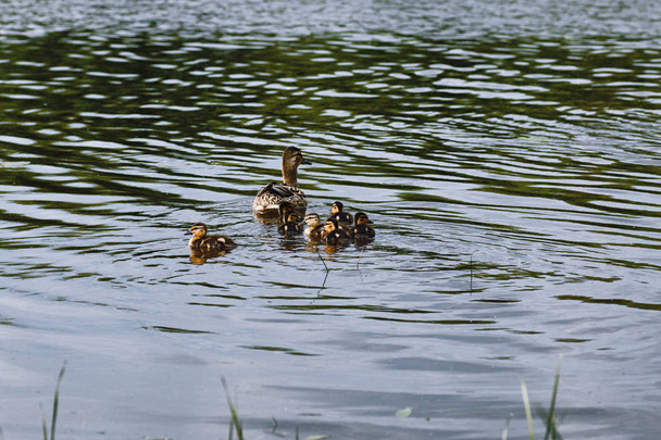 Pájaros en el estanque. Una bandada de patos y palomas junto al agua. Mi...
 - Foto, imagen