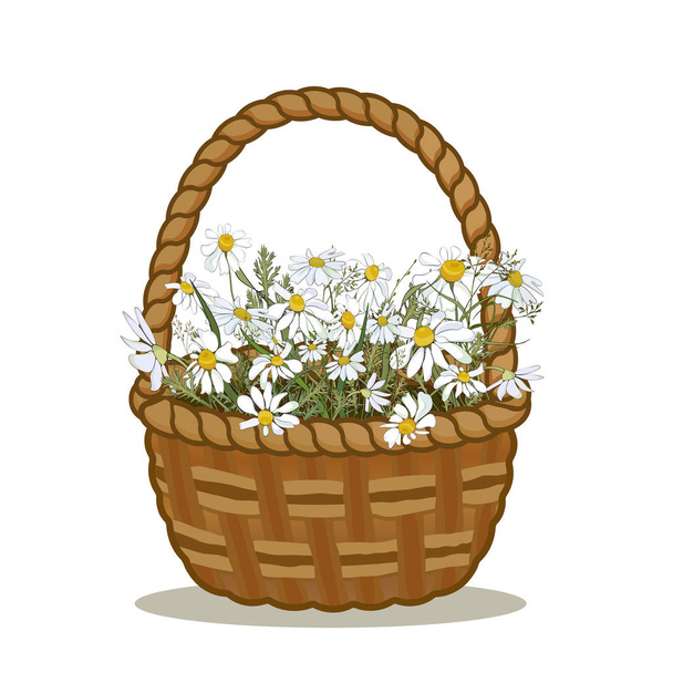 Field daisies with meadow grass in a wicker basket. Vector illustration. - Wektor, obraz