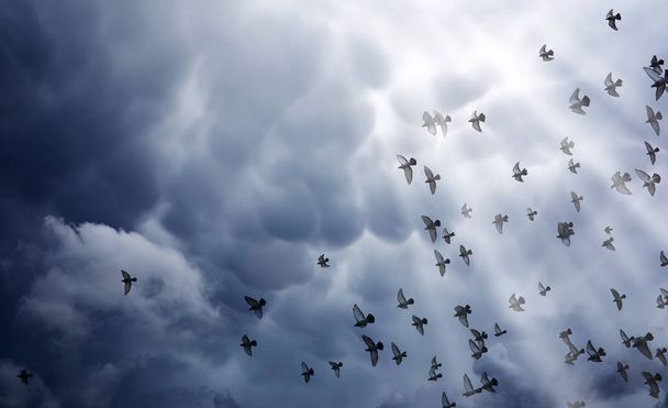 Rain clouds in the sky and a flock of pigeons. The gray dark clouds in the sky and the sun's rays illuminate the earth. The religious concept of faith, the rays of the sun illuminate the path - Photo, Image