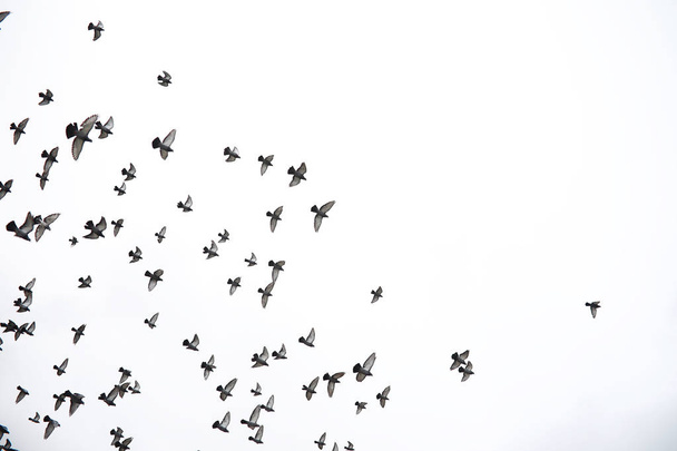 A flock of pigeons flies across the sky. Birds fly against the s - Fotoğraf, Görsel
