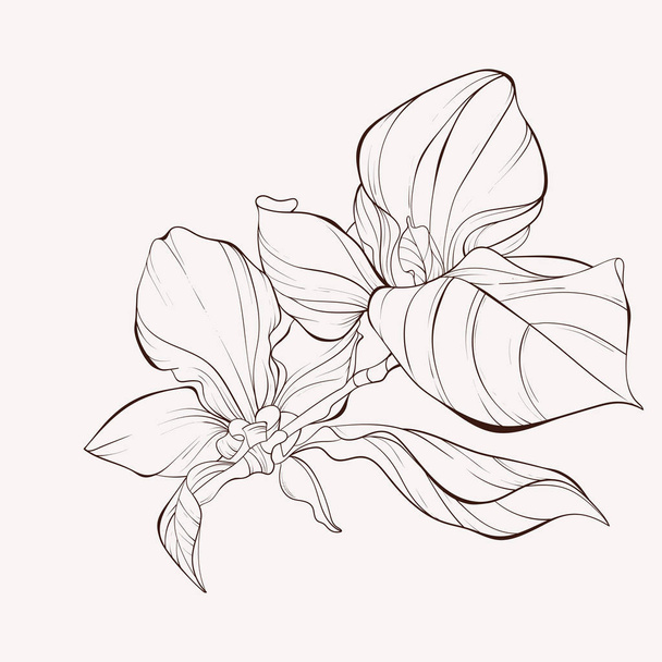 Vázlat Floral Botanis gyűjtemény. Magnólia virág rajzok.  - Vektor, kép