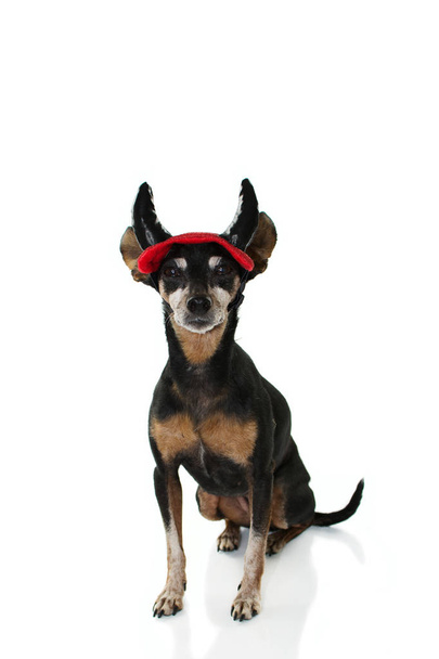 Grappige Pinscher hond dragen van boze hoorns voor carnaval of Halloween  - Foto, afbeelding