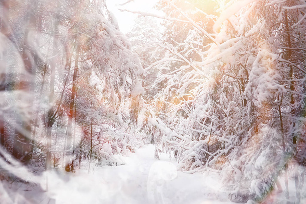 冬の風景。雪の下の森。公園の冬. - 写真・画像