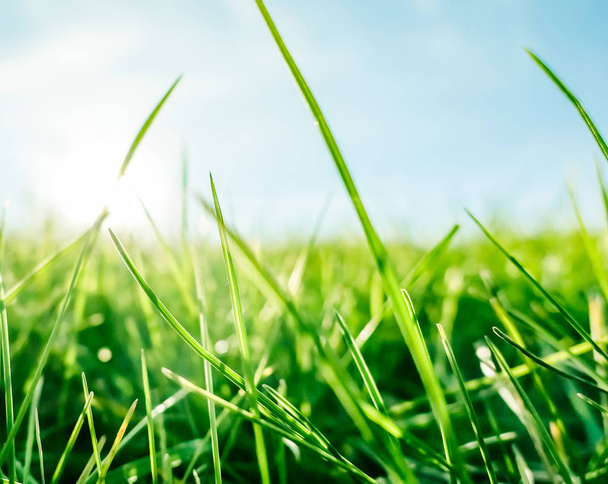Fresh grass and sunny blue sky on a green field at sunrise, natu - Zdjęcie, obraz