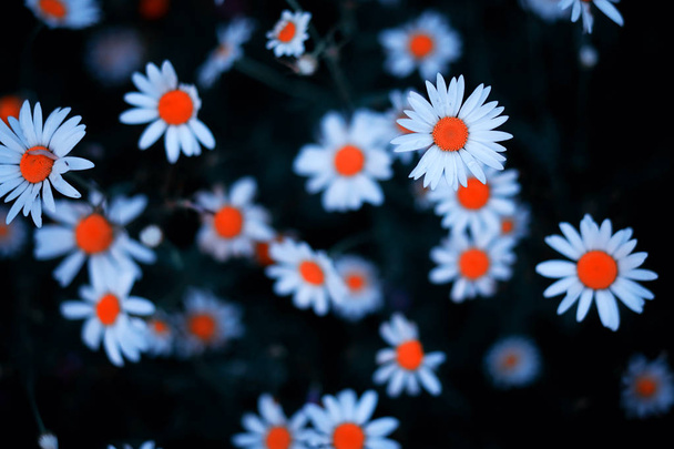 Wildblume. kleine Blumen auf einer grünen Wiese. - Foto, Bild