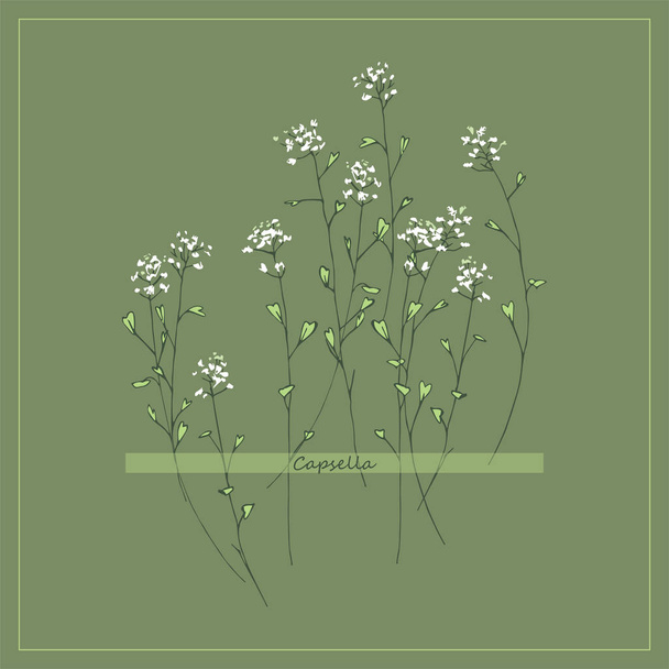 capsella bursa-pastoris. blühendes Gras. Heilpflanze. Wildblumen. Blume Zärtlichkeit drucken - Vektor, Bild