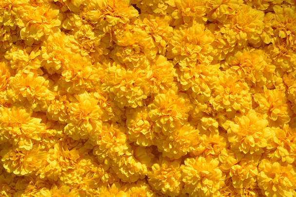 Sárga virágmintás csoport. - Fotó, kép