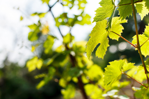 Green grape leaves - Fotoğraf, Görsel