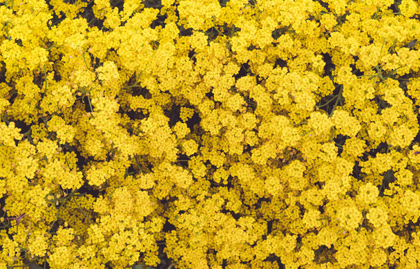 Small yellow flowers bloomed in spring in the garden. Close-up. - Photo, Image