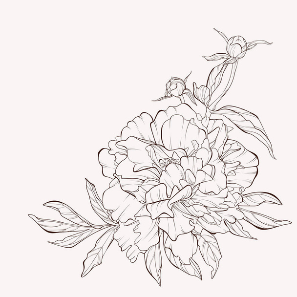 スケッチフローラル植物学コレクション。白い背景に隔離されたベクトルピオニーの花. - ベクター画像