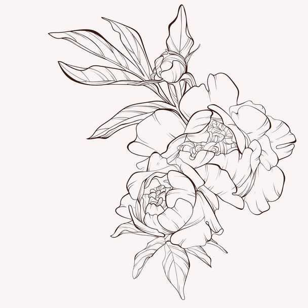 Sketch Floral Botany Collection. Flor de peonía vectorial aislada sobre fondo blanco
. - Vector, Imagen