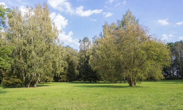 緑の芝生と大きな木々のある古い公園. - 写真・画像