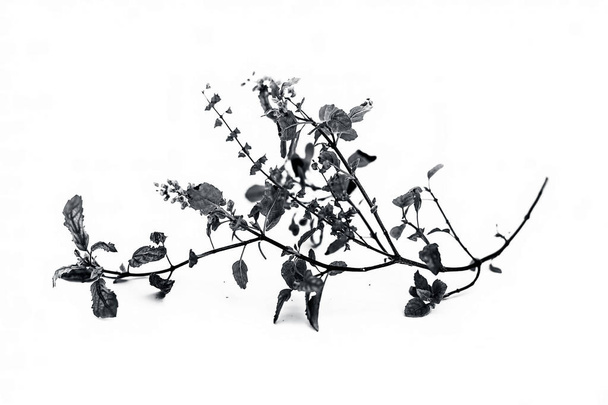 Close up of single branch of tulsi or holy basil isolated on white. - Φωτογραφία, εικόνα