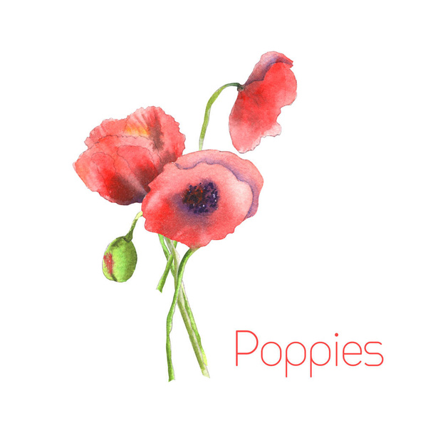 Poppies bouquet - Φωτογραφία, εικόνα
