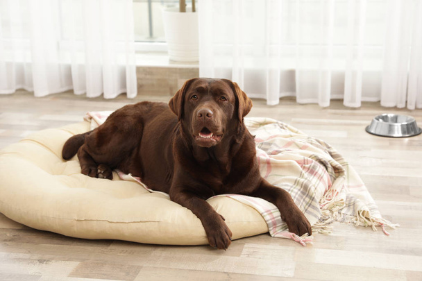Chocolate labrador retriever on pet pillow indoors - 写真・画像