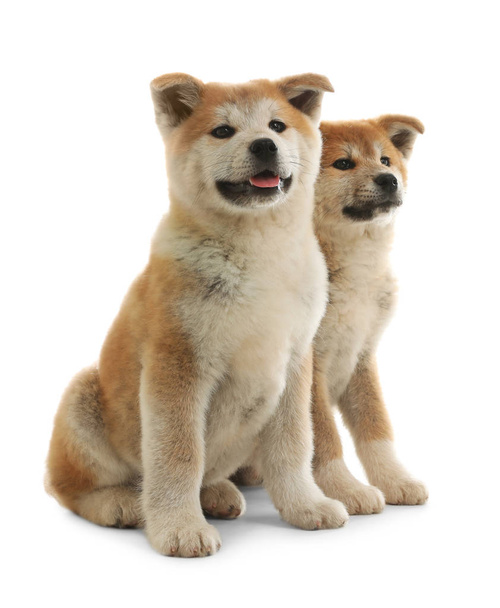 Cute akita inu puppies isolated on white - Photo, Image