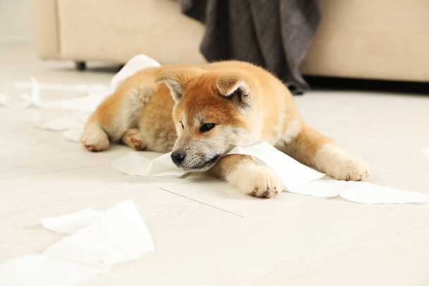 Cute akita inu puppy playing with toilet paper indoors - Valokuva, kuva