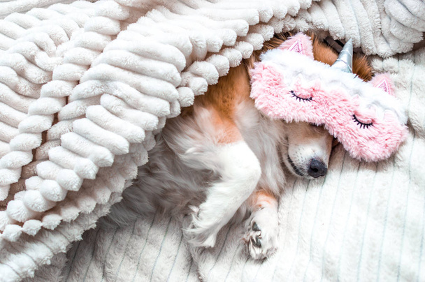 Red dog lying on a bed in a pink mask for sleeping. Concept morning. Concept weekend - Фото, изображение