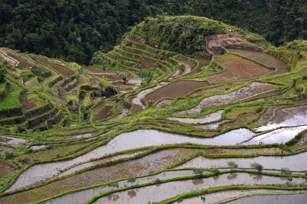 テラスに田んぼのあるマウンテンバレー、灌漑(イフガオ、バナウエ、フィリピン)). - 写真・画像
