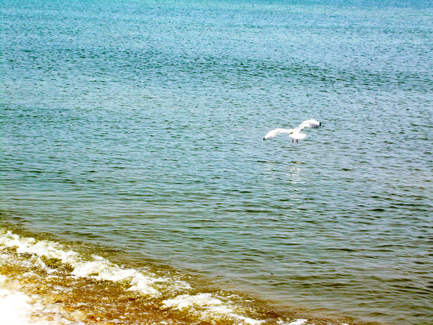   Одинокая летающая чайка на фоне рябь морской воды
  - Фото, изображение