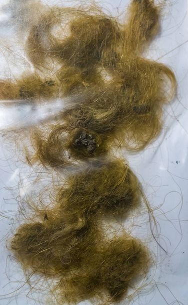 cabelos de mamute lanoso, restos de um animal extinto da época
 - Foto, Imagem