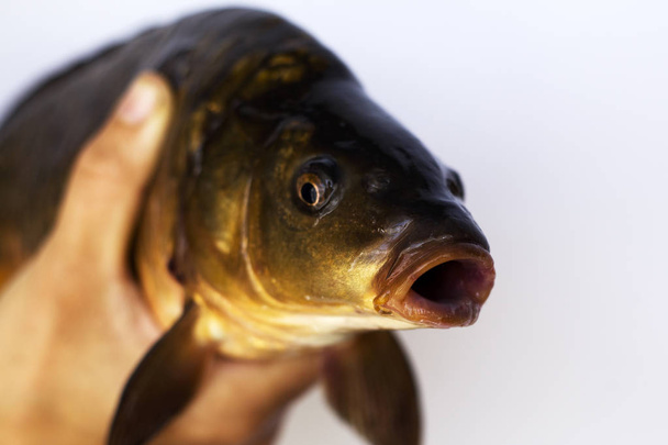 ryby živé říční kapry v ruce - Fotografie, Obrázek