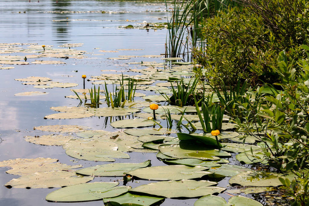 Lac avec nénuphars en croissance. Cultiver des fleurs dans le lac
. - Photo, image