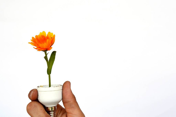 Κρατήστε μια λάμπα με ένα λουλούδι στο χέρι σας  - Φωτογραφία, εικόνα