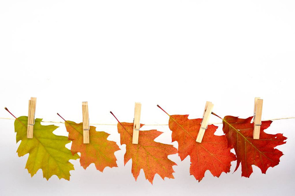 Folhas de outono coloridas fechar - Foto, Imagem