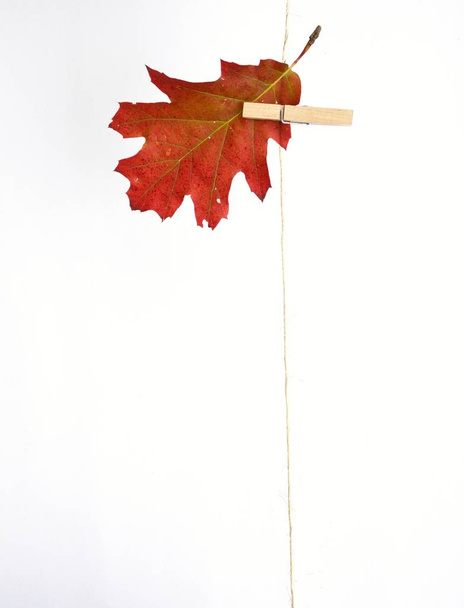 Herbst-Ahornblatt aus nächster Nähe  - Foto, Bild