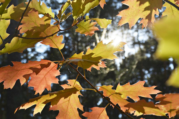 drzewo jesień kolorowy zbliżenie  - Zdjęcie, obraz