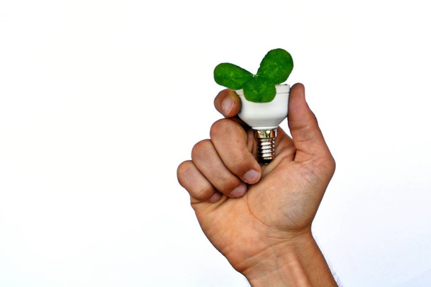 Hold a light bulb with a cloverleaf in your hand - Photo, Image