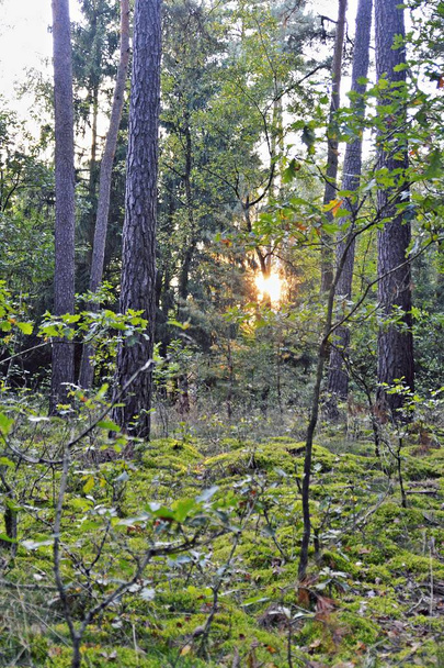 Aurinko paistaa läpi syksyn metsän
 - Valokuva, kuva