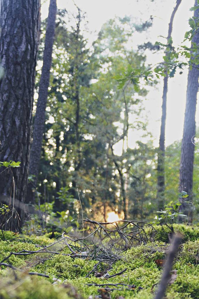 Güneş bir sonbahar ormanında parlar. - Fotoğraf, Görsel