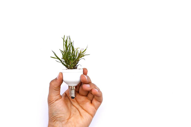 Tenez une ampoule avec de l'herbe qui pousse dans votre main
 - Photo, image