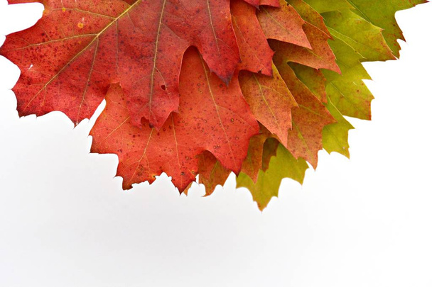 colorful Autumn leaves close up - Photo, Image