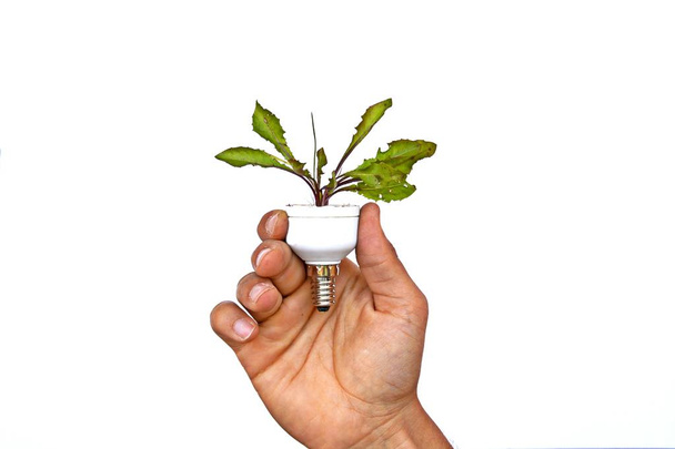Тримайте лампочку з кульбабою, що росте в ній в руці
 - Фото, зображення