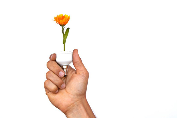 Κρατήστε μια λάμπα με ένα λουλούδι στο χέρι σας  - Φωτογραφία, εικόνα