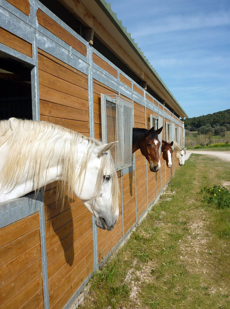 cavalos em stall
 - Foto, Imagem