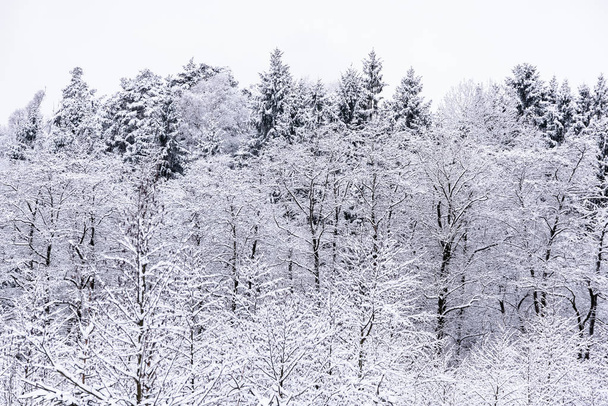 Bianco paesaggio invernale foresta e campi campagna
 - Foto, immagini