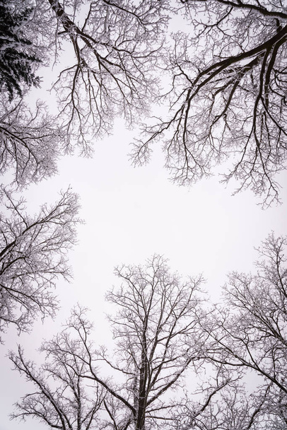 Дерево короны в зимний листвы в туманном лесу
 - Фото, изображение