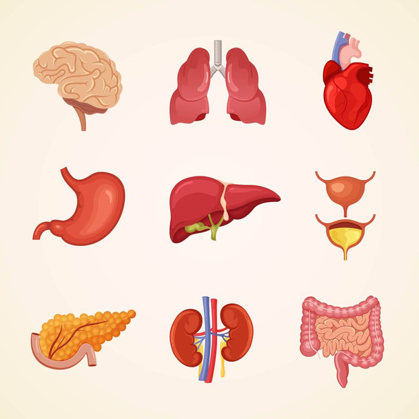 人間の内臓の解剖学 - ベクター画像