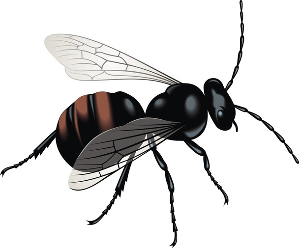 black wasp - Vektör, Görsel