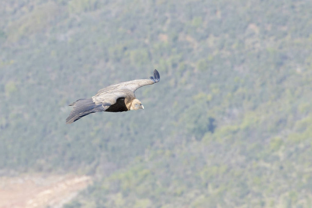 グリフォンハゲワシ(ジプシーフルヴス)飛行、モンフラッグ国立公園、エストレマドゥーラ、スペイン. - 写真・画像
