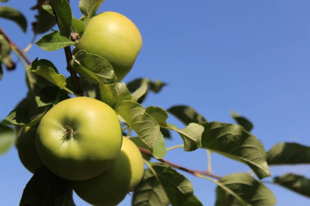 ripe apples on a apple tree - Photo, Image