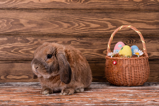Dwarf rabbit breed sheep lies. Easter bunny. Basket with eggs. - 写真・画像