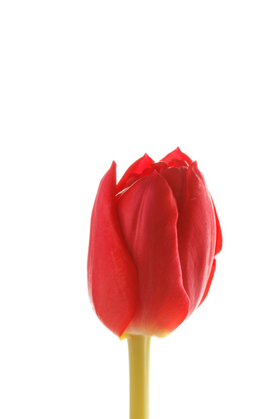 schöne Tulpe - Foto, Bild