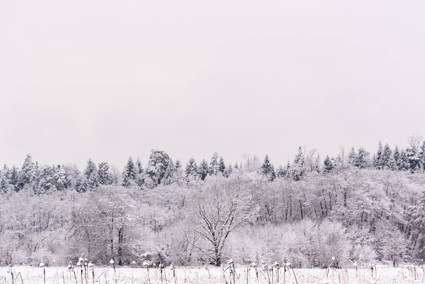 White winter landscape forest and fields countryside - Foto, Imagen