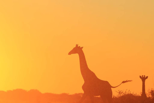 Sfondo Giraffa - Fauna Selvatica Africana - Posizioni e Colori nella Natura
 - Foto, immagini